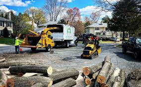 Best Stump Grinding and Removal  in Beaver, UT