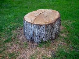 How Our Tree Care Process Works  in  Beaver, UT