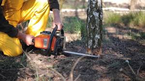 Best Grass Overseeding  in Beaver, UT