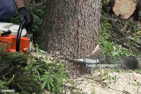 Trusted Beaver, UT Tree Care Experts