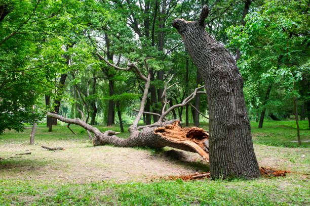 Best Leaf Removal  in Beaver, UT