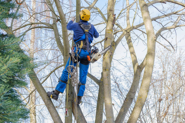 Best Tree Removal  in Beaver, UT