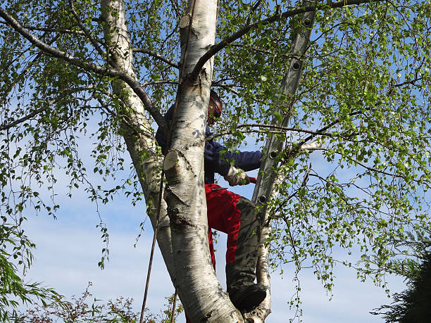 Best Pest Control for Lawns  in Beaver, UT